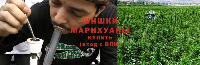 Бошки марихуана THC 21%  где найти   Боровичи 